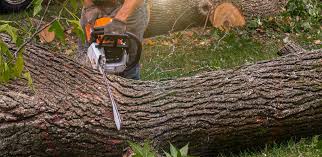 Best Arborist Consultation Services  in Coldwater, MI