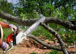 Best Tree Removal  in Coldwater, MI